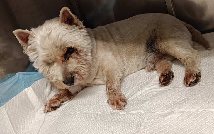 Zbiórka Ratujemy łapkę Niko - zdjęcie główne