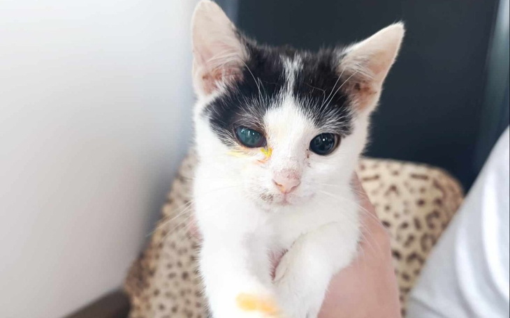 Zbiórka Jak oszukać przeznaczenie - zdjęcie główne