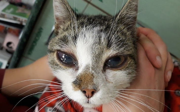 Zbiórka Ksylitol - zdjęcie główne