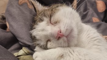 Zbiórka podopiecznizwierzomoc - miniaturka zdjęcia