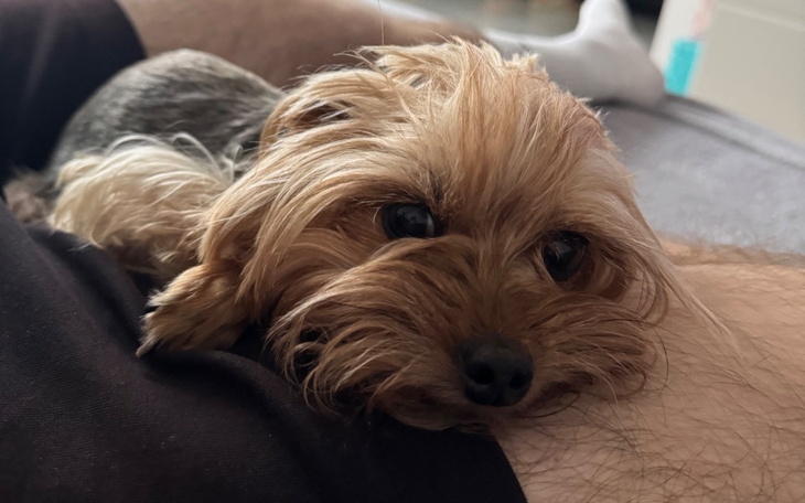 Mały piesek leżący na kolanach właściciela.