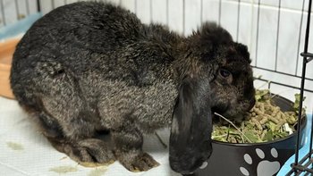 Zbiórka Nadzieja dla Seriki - miniaturka zdjęcia