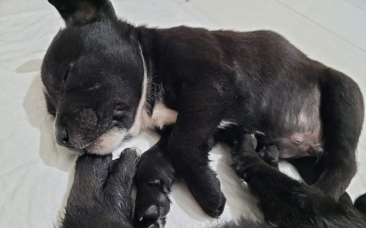 Zbiórka Szczeniaki leczenie - zdjęcie główne