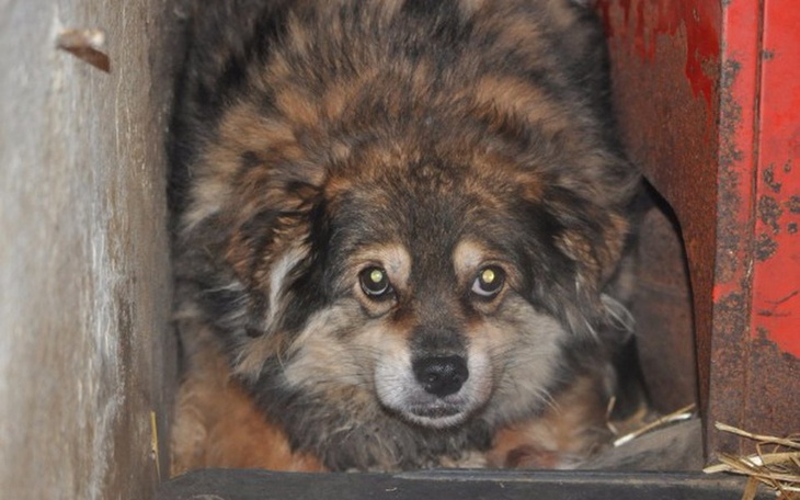 Zbiórka Ogrzejmy  harbutowickie psiaki ! - zdjęcie główne