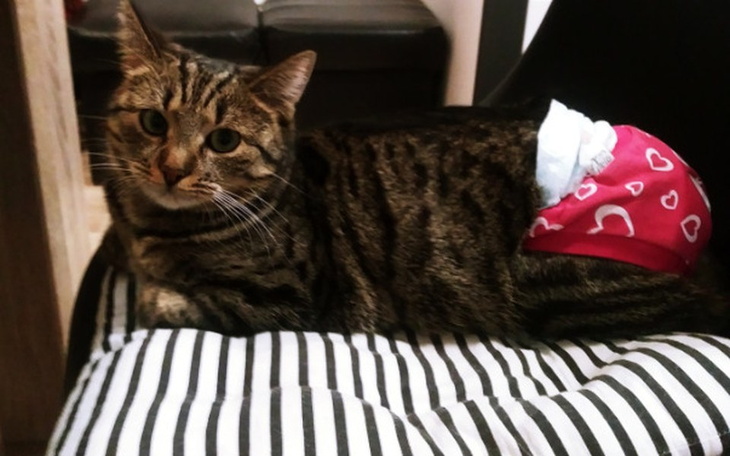 Zbiórka Wielkanocny koszyczek dla Lei :) - zdjęcie główne