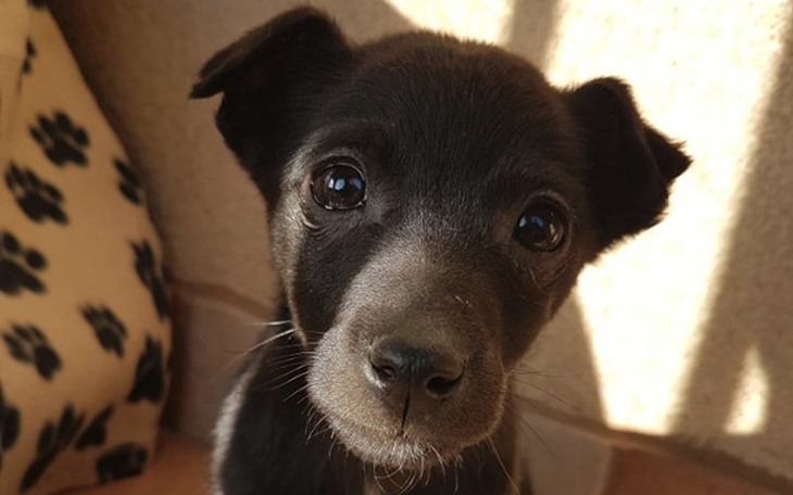 Zbiórka Luna suczka z chlewu - zdjęcie główne