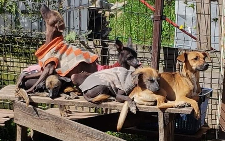 Zbiórka Pomoc 54psom na Litwie - zdjęcie główne