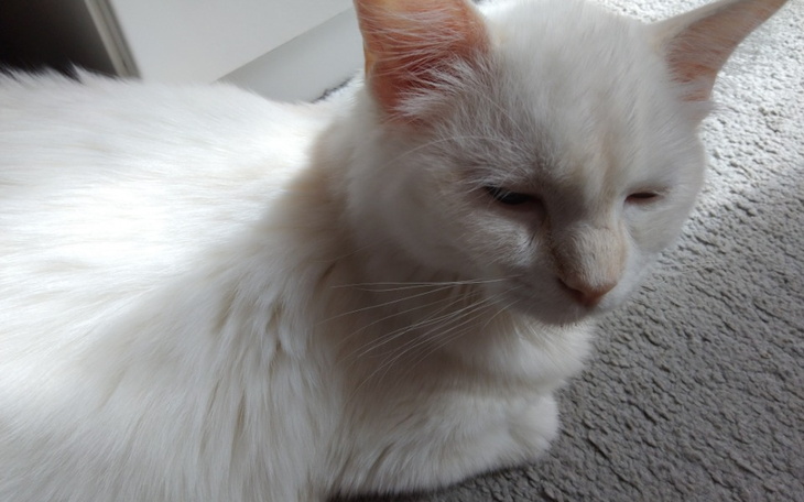 Zbiórka Walka o życie Imbirka - zdjęcie główne