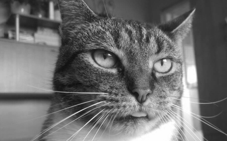 Zbiórka Kira - na leczenie FIP - zdjęcie główne