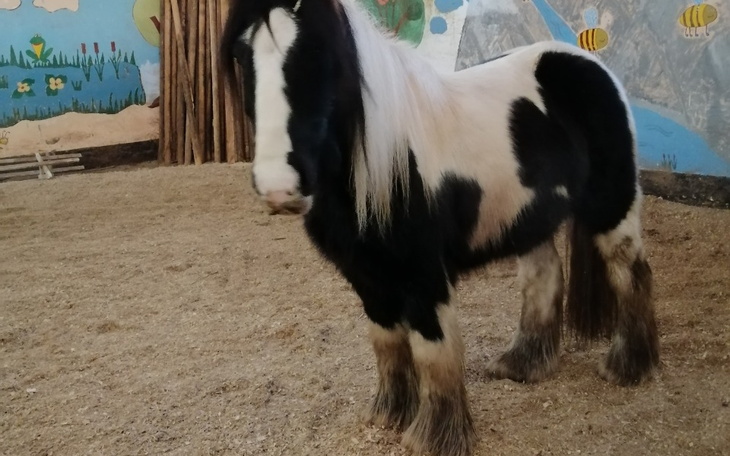 Zbiórka Kantar dla harego - zdjęcie główne