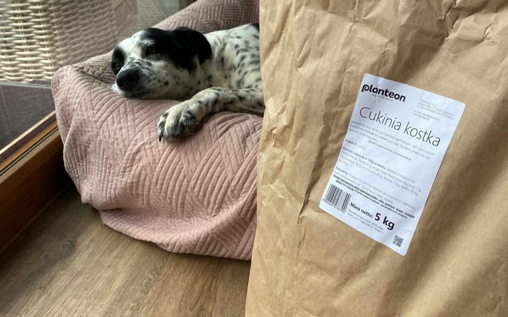 Pies leży na poduszce, obok worek z cukinią w kostkach.