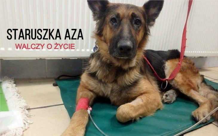 Zbiórka Staruszka Aza walczy o życie. - zdjęcie główne