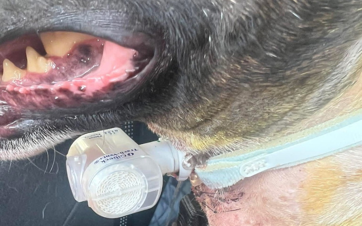 Pies z maską na szyi, z otwartą paszczą.