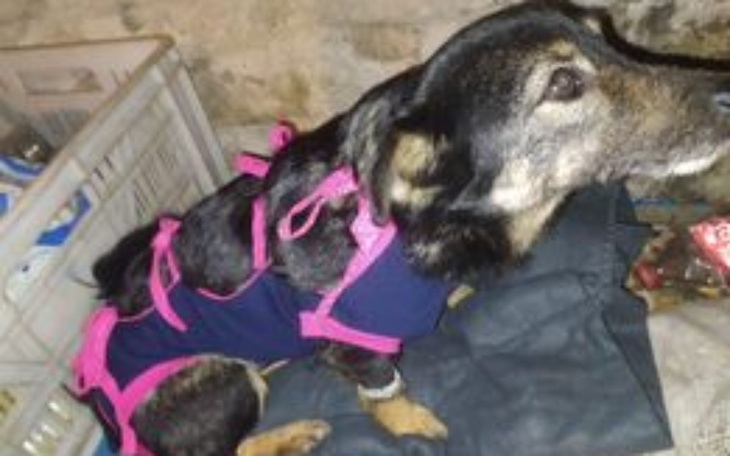 Zbiórka KASTRACJE - ratunek dla suczek - zdjęcie główne