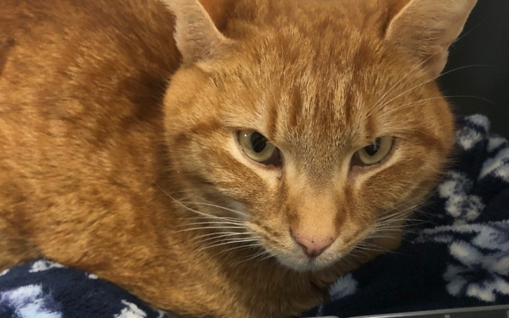 Zbiórka Dla Tygrysa - diagnoza FIP - zdjęcie główne