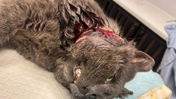 Zbiórka Pokrwawiony puszek - miniaturka zdjęcia