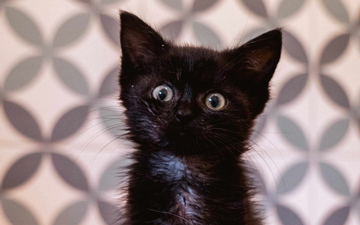 Czarny kot z dużymi oczami, patrzy w obiektyw.