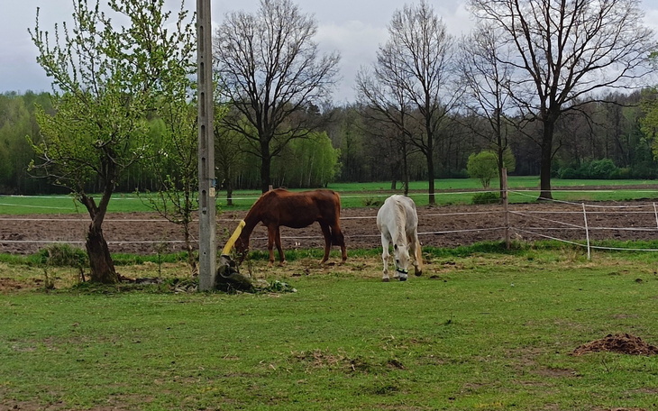 Dwa konie pasące się na zielonej łące.