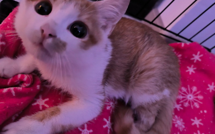 Zbiórka Na leczenie Lucka - zdjęcie główne