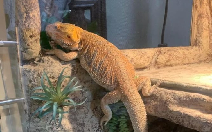 Jaszczurka w terrarium, odpoczywająca na kamieniu.