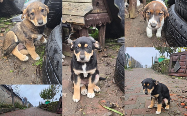 Słodkie szczeniaki bawiące się na podwórku.