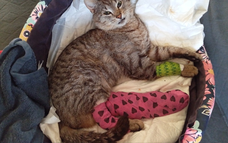 Kot leżący z opatrunkami na łapkach.