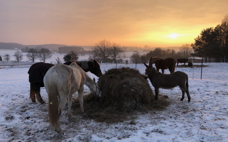 Zbiórka Rogate Ranczo woła o pomoc - zdjęcie główne