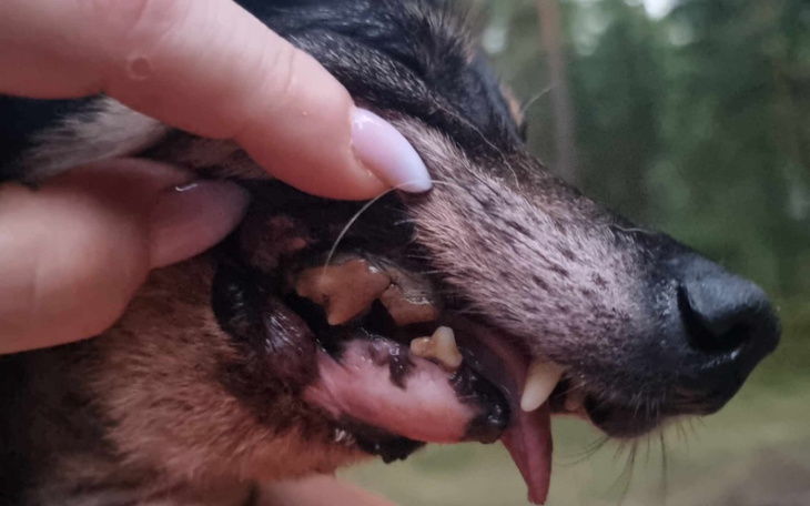 Zbiórka Wyrwana szczęka, oderwana skóra - zdjęcie główne