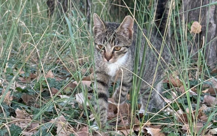 Kotek w trawie, ciekawie obserwuje otoczenie.