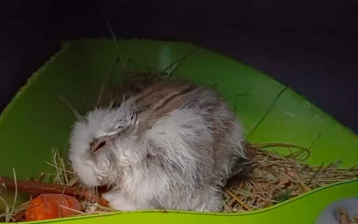 Zbiórka Pomoc dla biednego króliczka - zdjęcie główne