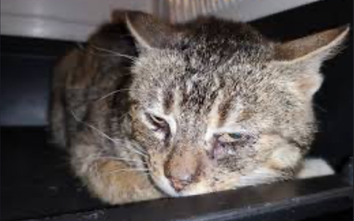 Chory kot leżący w ciemnym miejscu, z widocznymi problemami zdrowotnymi.