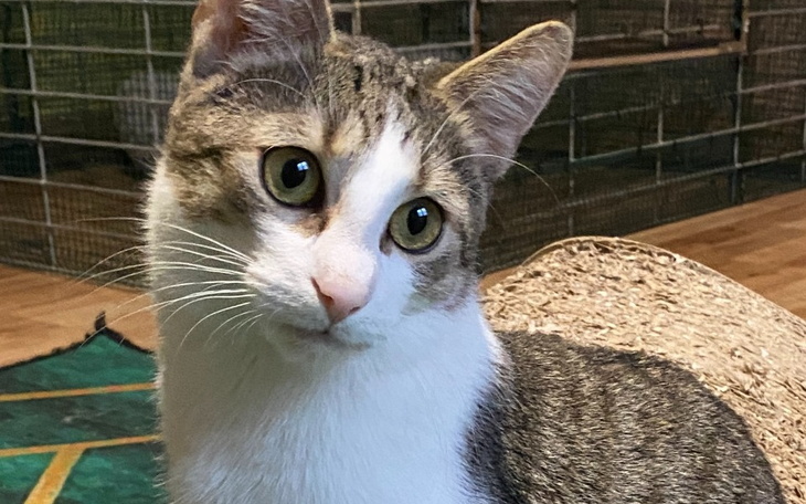 Zbiórka Błagam, uratujcie Frodusia - zdjęcie główne