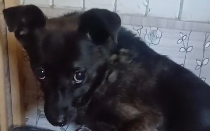 Zbiórka Na hotelik by uratować Fibi - zdjęcie główne