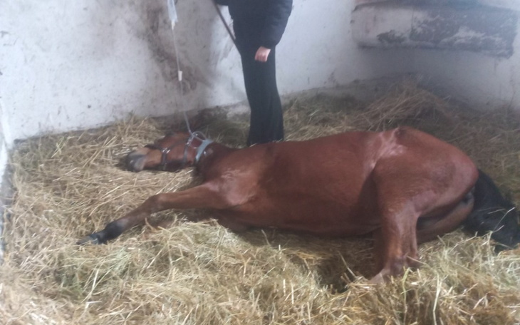 Konie leżące w stajni, odpoczywające na sianie.
