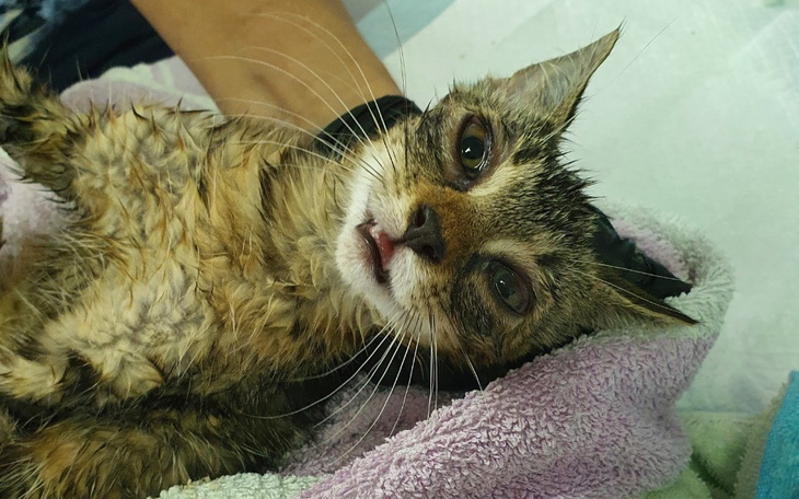 Kot po kąpieli, z mokrym futrem i zrelaksowanym wyrazem.