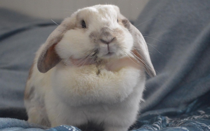 Zbiórka Na pomoc chorym króliczym ząbkom - zdjęcie główne