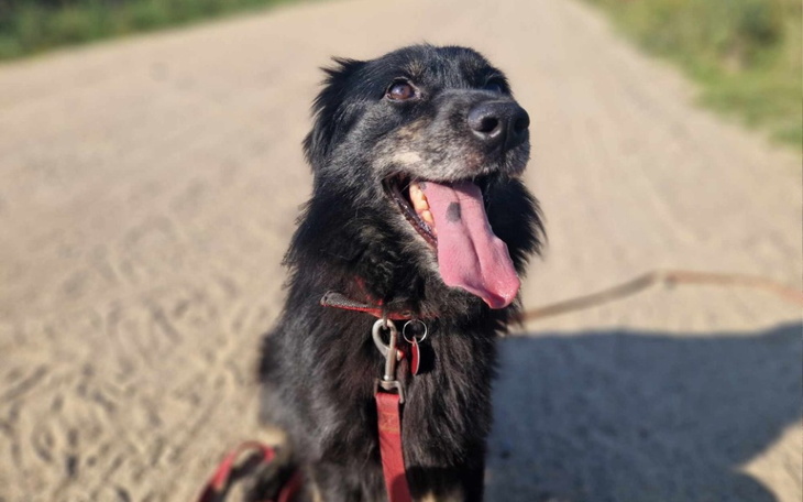 Zbiórka Miziak zbiera na transport - zdjęcie główne