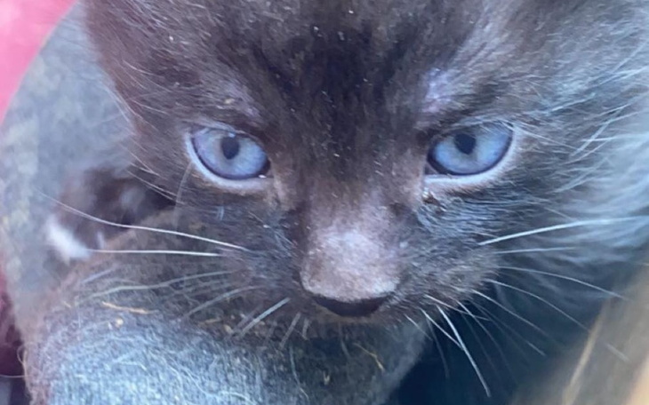 Zbiórka Pomóż Uratować Hugo. - zdjęcie główne