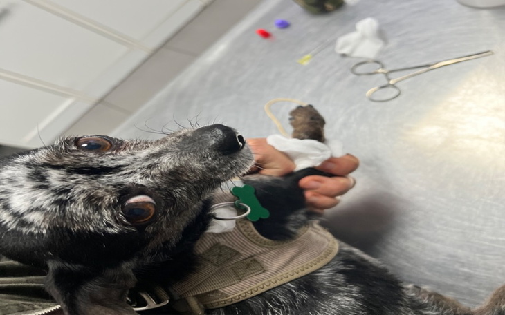 Zbiórka Ratujemy życie Gabby - zdjęcie główne