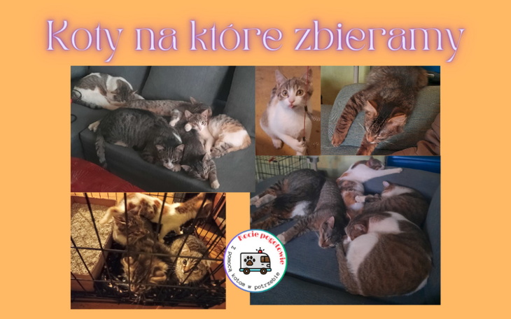 Zbiórka Pomoc dla lipnickich kotów - zdjęcie główne