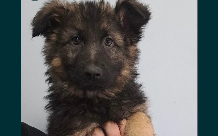 Zbiórka Zbieram na małego owczarka. - zdjęcie główne