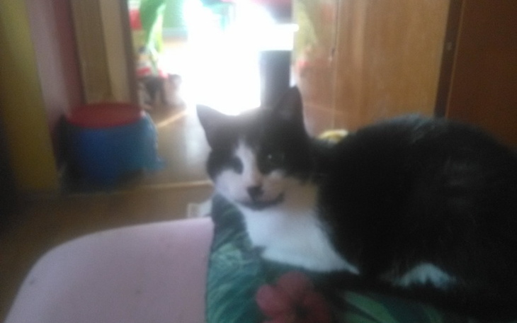 Zbiórka Dla kotki chorej na nowotwór nos - zdjęcie główne