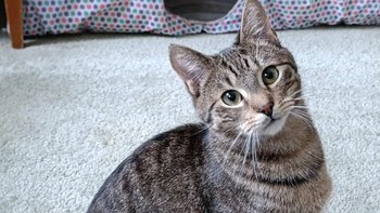 Zbiórka Dzień kota w Przybij Piątkę - miniaturka zdjęcia