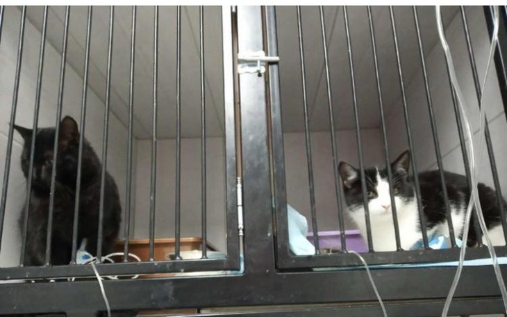 Zbiórka Na leczenie kotów z Podhala - zdjęcie główne