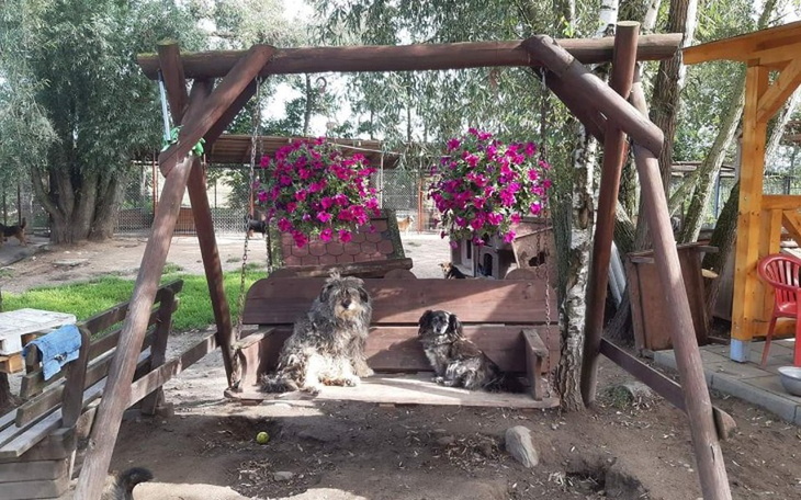 Zbiórka Urodzinowa zbiorka na Psi Raj - zdjęcie główne