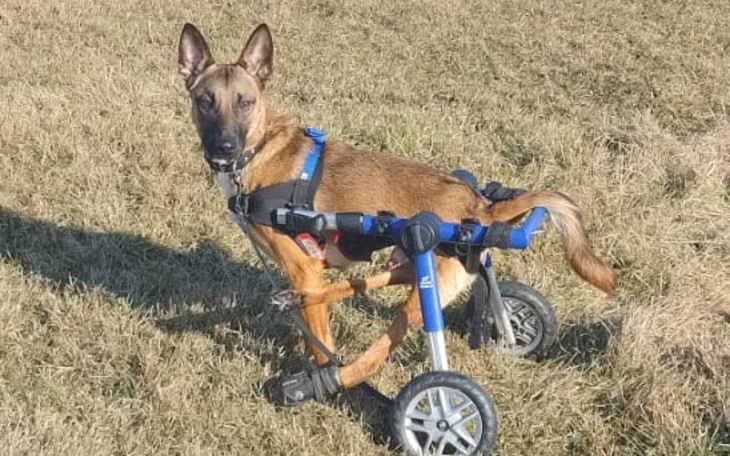 Pies na wózku inwalidzkim, cieszy się na świeżym powietrzu.