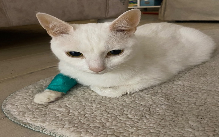 Zbiórka Nie chcę umierać w cierpieniu - zdjęcie główne