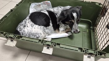 Zbiórka Lusia u weta - miniaturka zdjęcia