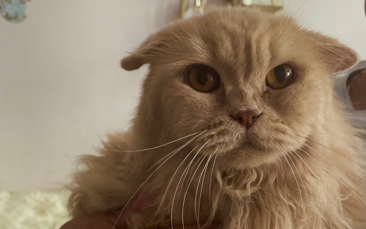 Rudy kot z wyrazistymi oczami.