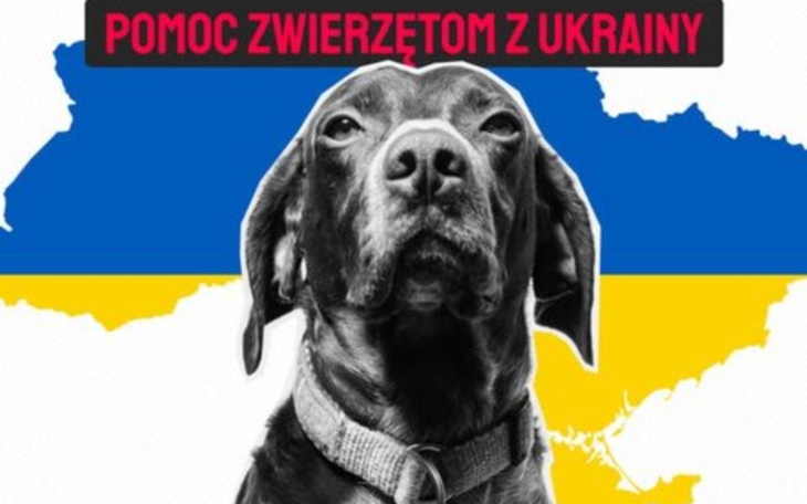 Zbiórka Na pomoc zwierzakom z Ukrainy - zdjęcie główne